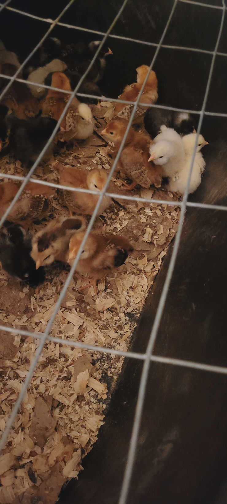 Big Happenings On The&nbsp;Farm