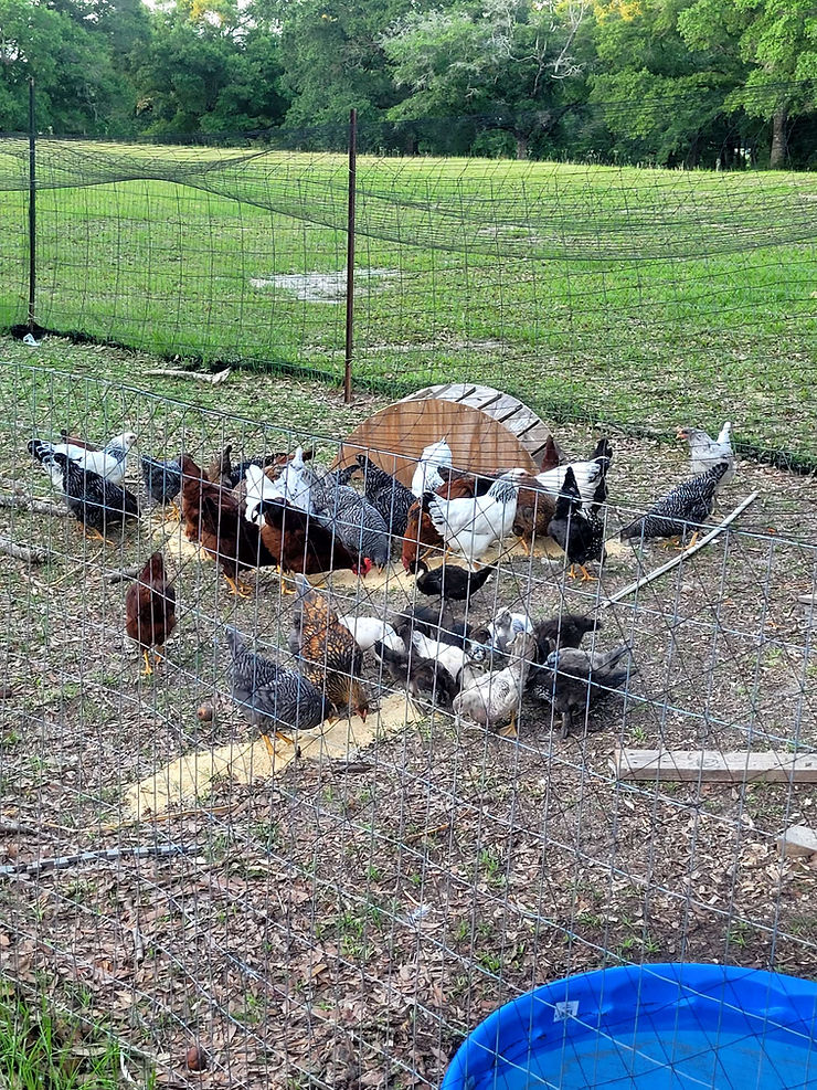 The Poultry Palace&nbsp;Expose